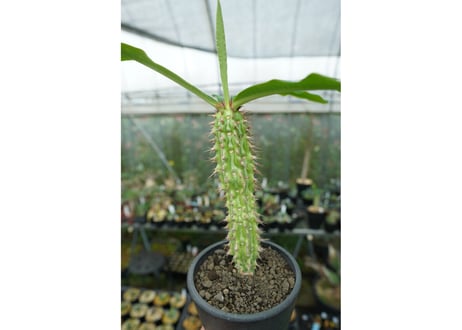 ユーフォルビア　ピグエリー　Euphorbia viguieri
