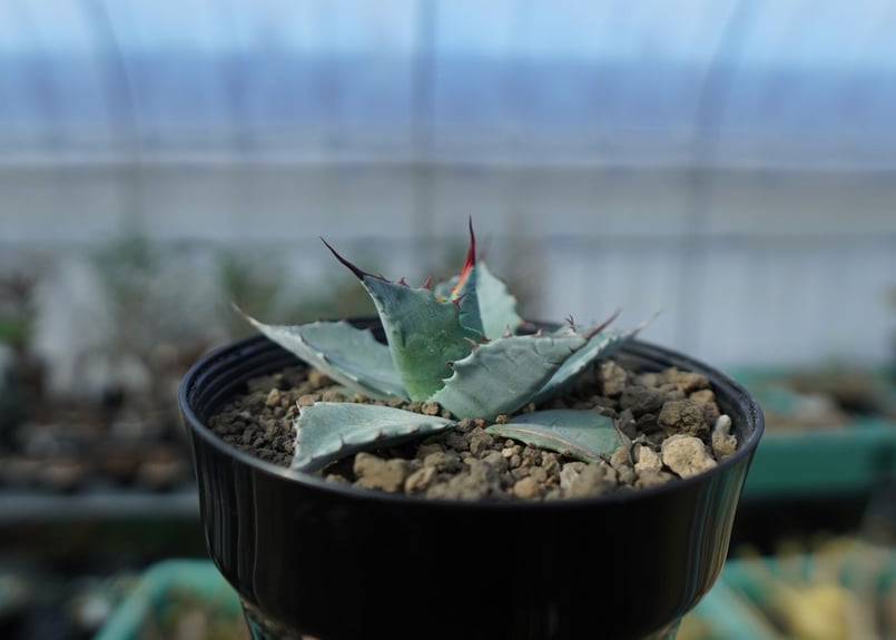 アガベ パリーハイブリッド ワイドリーフリップルエフェクト オリザバ