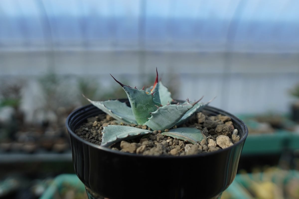 アガベ パラサナ ”トライアンファント” agave parrasana