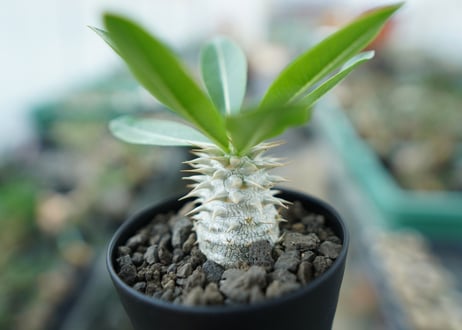 パキポディウム　デンシフローラム Pachypodium densiflorum