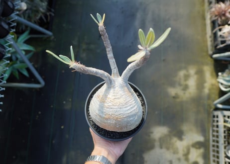 パキポディウム　グラキリス　 Pachypodium Gracilius  No.2