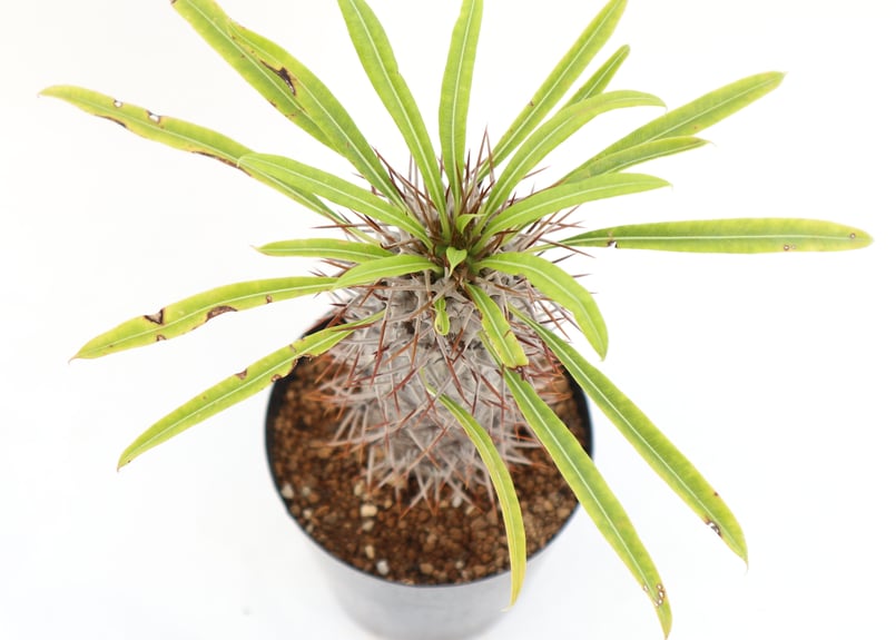 パキポディウム　ラメリー　抜き苗　塊根植物　ドライガーデン　アガベ　ユッカ 咲くやこの花館にて。パキポディウム・ラメリー。大きいです！自宅で