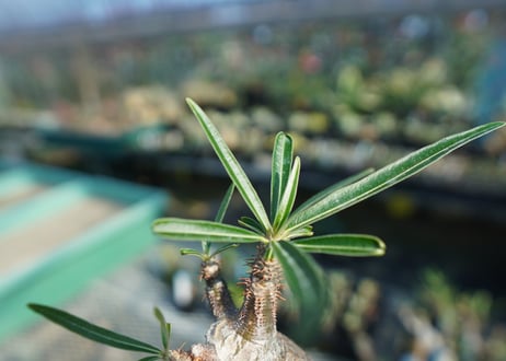 パキポディウム　グラキリス　 Pachypodium Gracilius  No.9