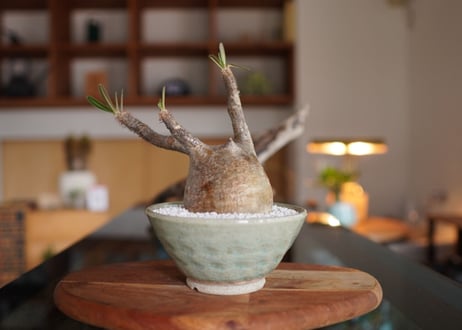 パキポディウム　グラキリス　 Pachypodium Gracilius