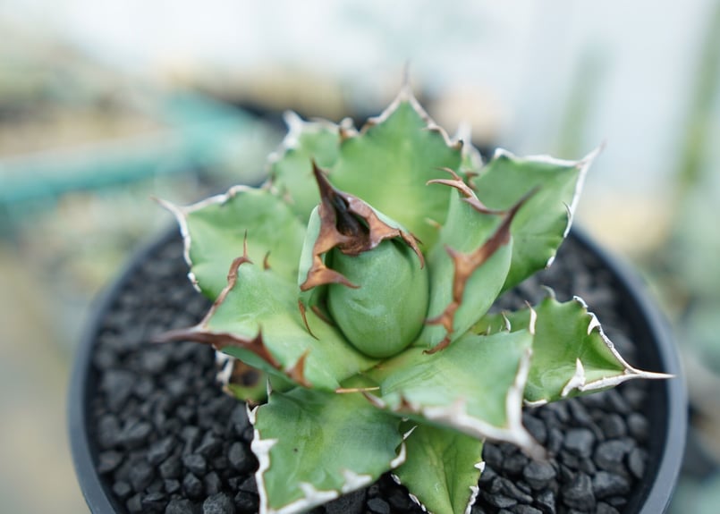 アガベ チタノタ 姫厳竜 Agave titanota dwarf No.3 | mana's アガベ チタノタ 姫厳竜 Agave titanota dwarf No.3 | mana's