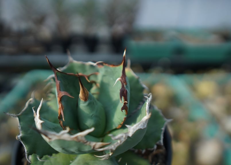 アガベ チタノタ R agave titanota R A8 | mana's farm:塊根