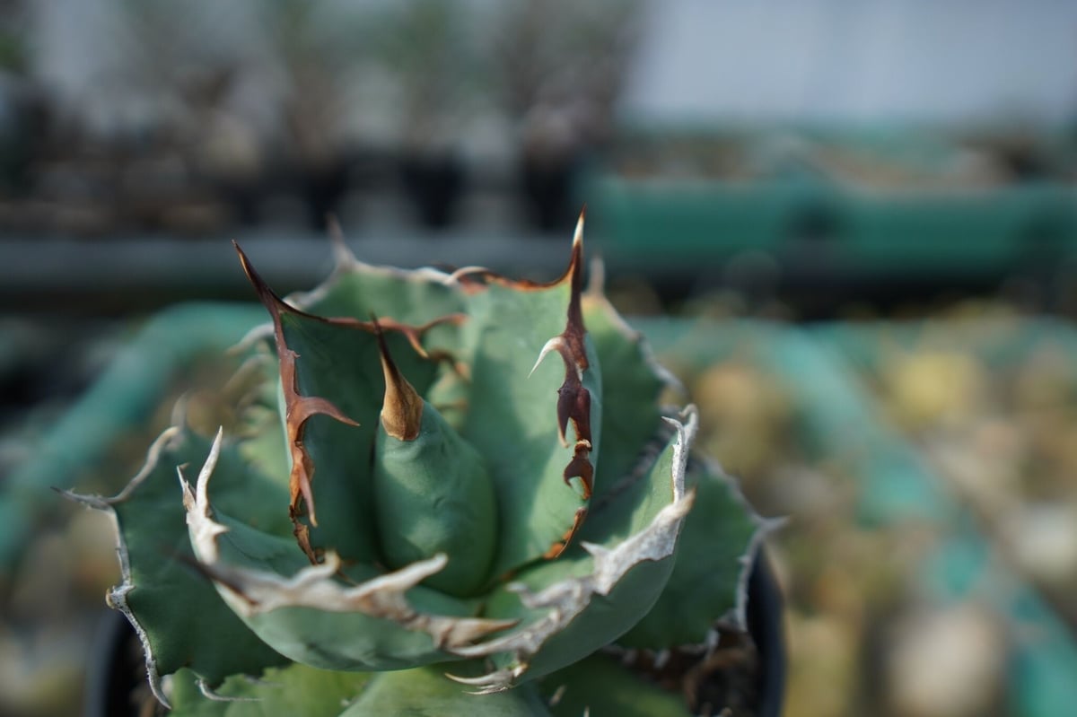 アガベ チタノタ R agave titanota R A8 | mana's farm:塊根
