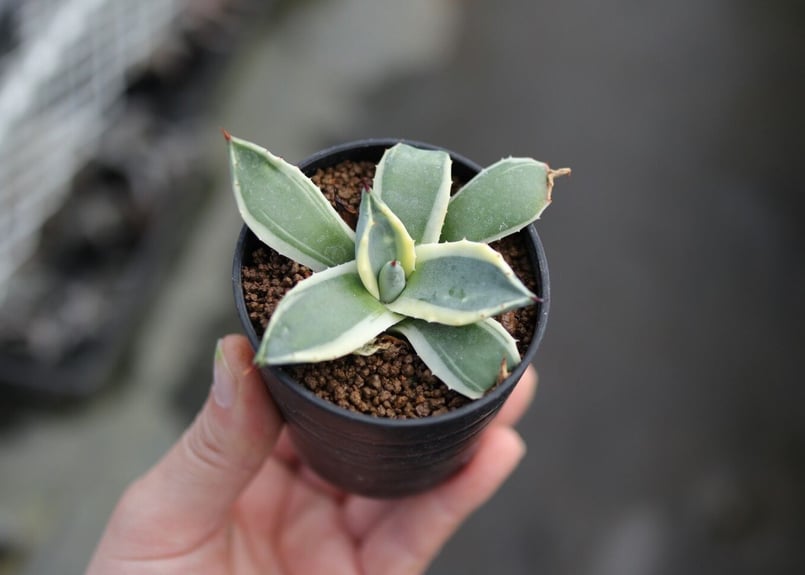 アガベ　クリームスパイク　アプラナータ アガベ アプラナータ クリームスパイク【732】 | PROTOLEAF プロトリーフ