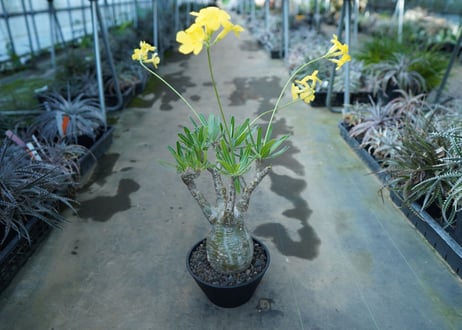 パキポディウム　グラキリス　 Pachypodium Gracilius