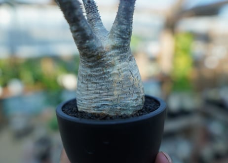 【未発根】パキポディウム　グラキリス　 Pachypodium Gracilius  No.24