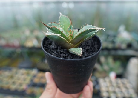アガベ　チタノタ　FO-76　Agave titanota  FO-76　No.10
