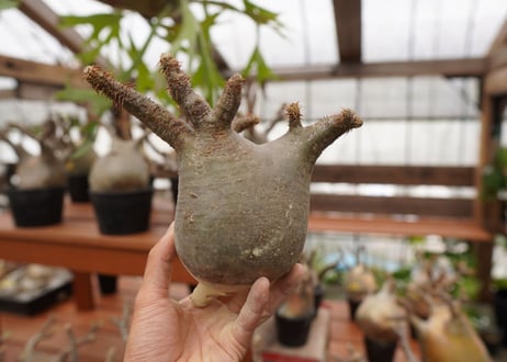 パキポディウム　グラキリス　Pachypodium gracilius　抜き苗　№112