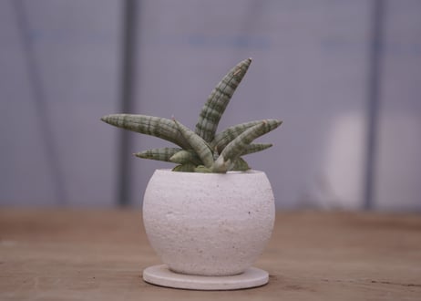 サンセベリア　ボンセレンシス　	Sansevieria Boncellensis