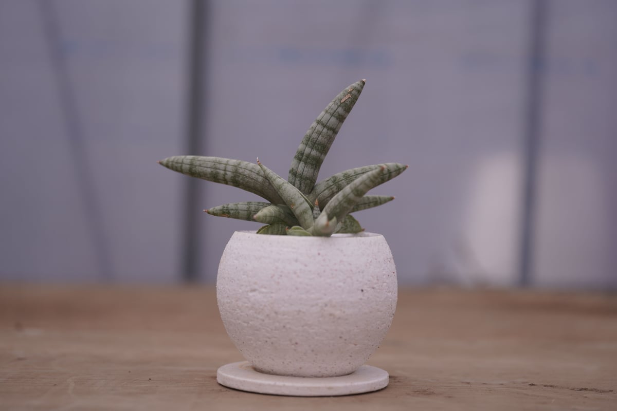 サンセベリア ボンセレンシス Sansevieria Boncellensis | mana