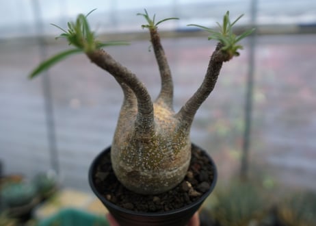 パキポディウム　グラキリス　Pachypodium  Gracilius No.4
