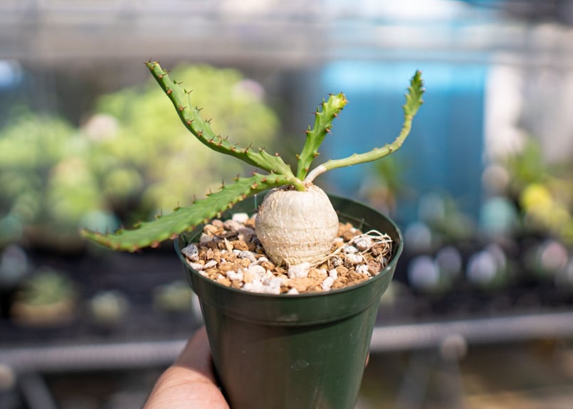 ユーフォルビア ステラータ | mana's farm:塊根植物・アガベ・ドライ