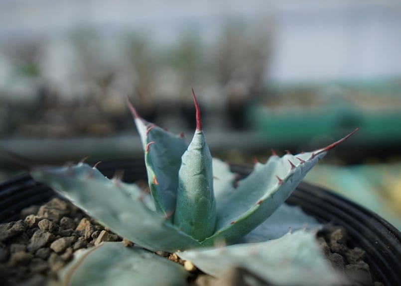 アガベ パラサナ ”トライアンファント” agave parrasana