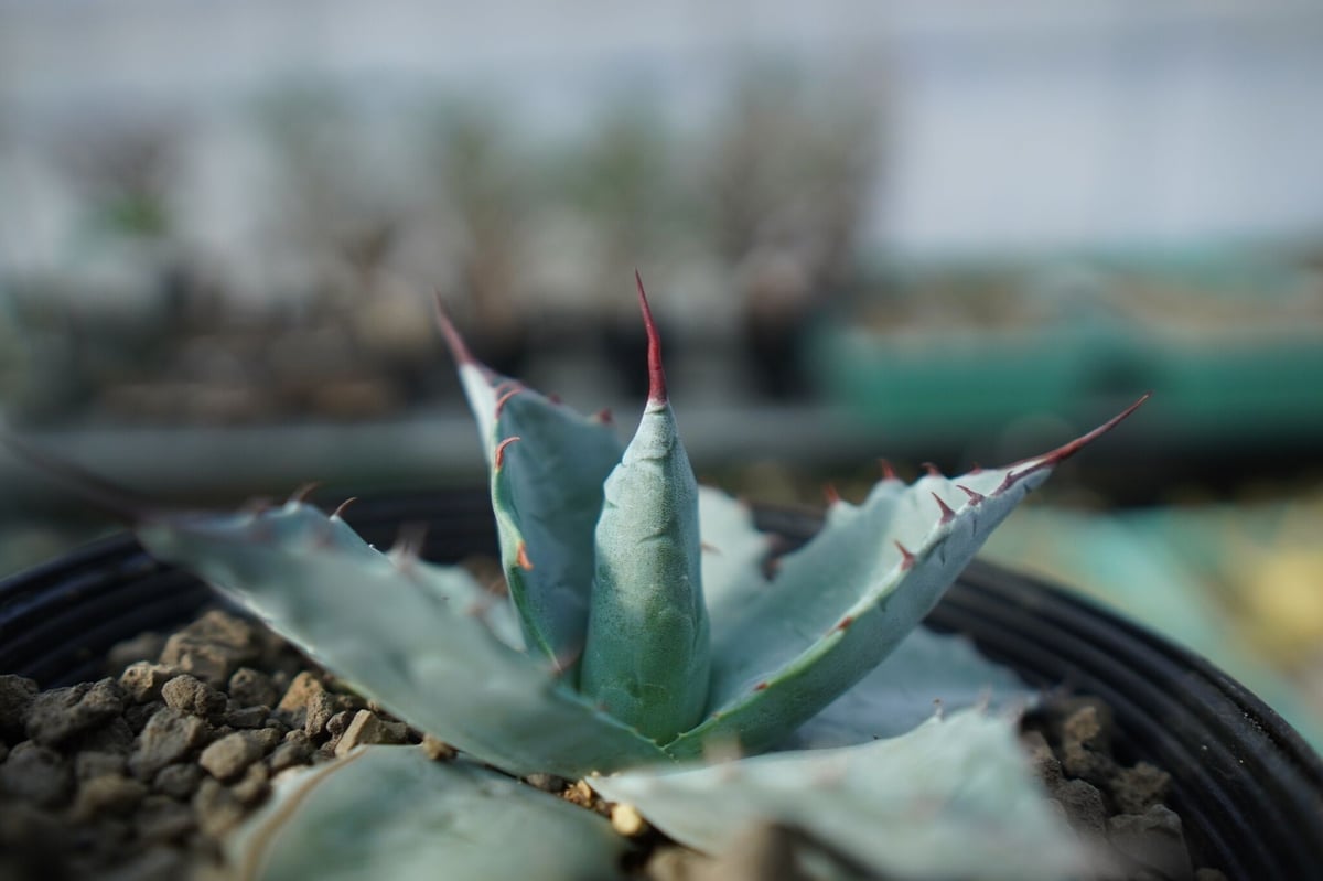 アガベ パラサナ ”トライアンファント” agave parrasana 