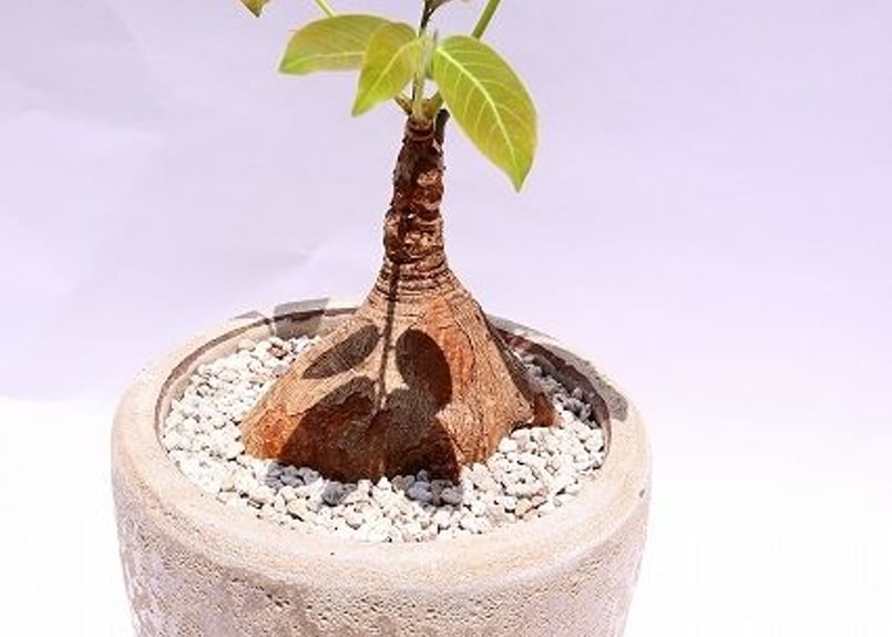 フィランサス ミラビリス | mana's farm:塊根植物・アガベ・ドライ