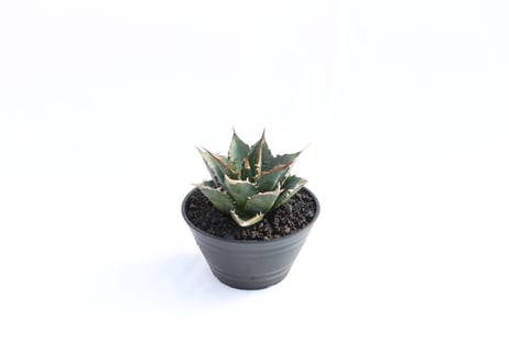 Agave titanota FO-76  compacta  no.３