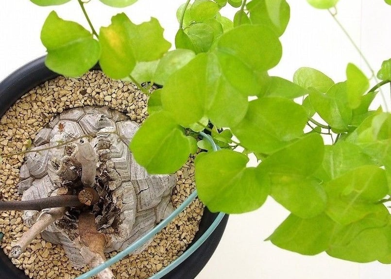 亀甲竜 ディオスコレア エレファンティペス dioscorea elephantipes №
