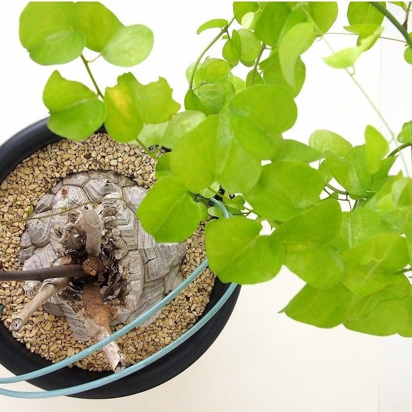 亀甲竜 ディオスコレア エレファンティペス dioscorea elephantipes №