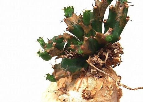ユーフォルビア ステラータ 飛竜  Euphorbia stellata　№２