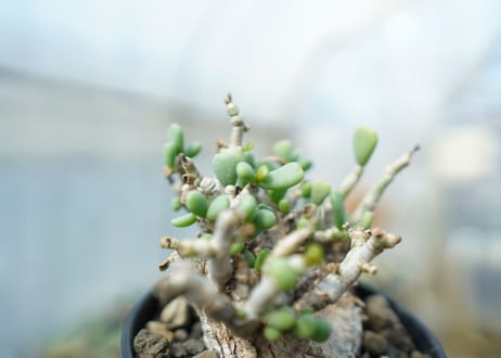 ケラリア　ピグマエア　Ceraria pygmaea 　No.4