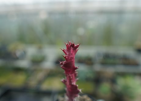ユーフォルビア　紅彩雲閣　Euphorbia trigona f. rubra　No.2