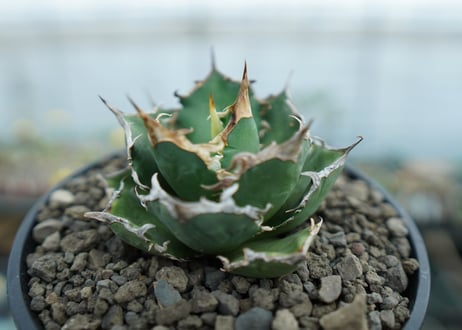 アガベ　チタノタ　 FO-76 　Agave titanota FO-76  No.1
