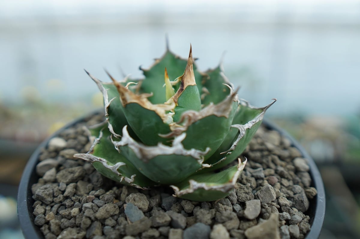 アガベ チタノタ FO-76 Agave titanota FO-76 No.1 | m
