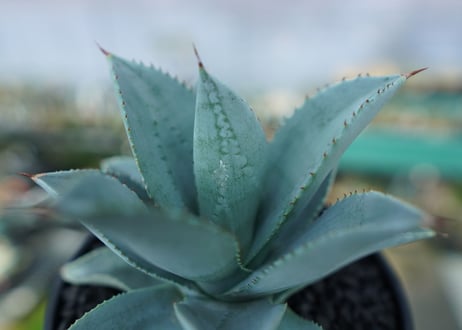 アガベ　ドラゴントゥース　Agave Dagontoes　No.6