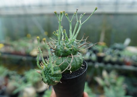 ユーフォルビア　バリダ　Euphorbia valida　No.9