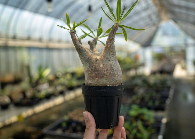 パキポディウム グラキリス No.7 | mana's farm:塊根植物・アガベ