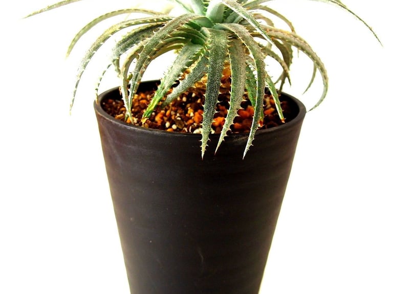 Dyckia forsteriana ディッキア フォステリアーナ hyb | mana's