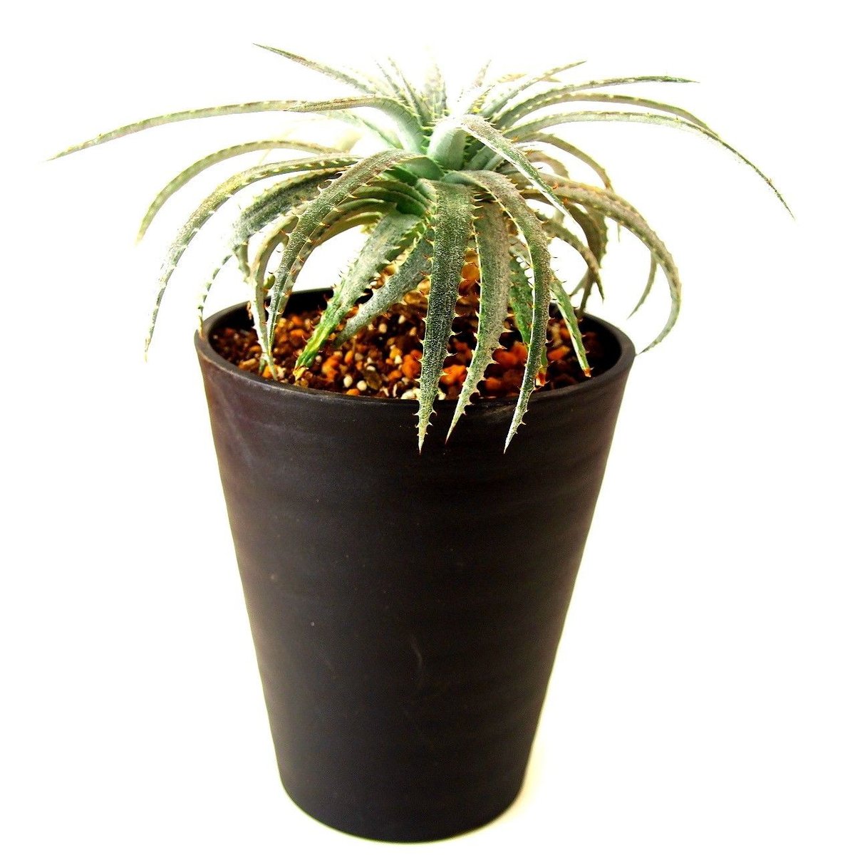 Dyckia forsteriana ディッキア フォステリアーナ hyb | mana's