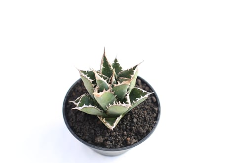 Agave titanota FO-76  compacta  no.９