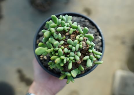 ケラリア　ピグマエア　Ceraria pygmaea  No.1