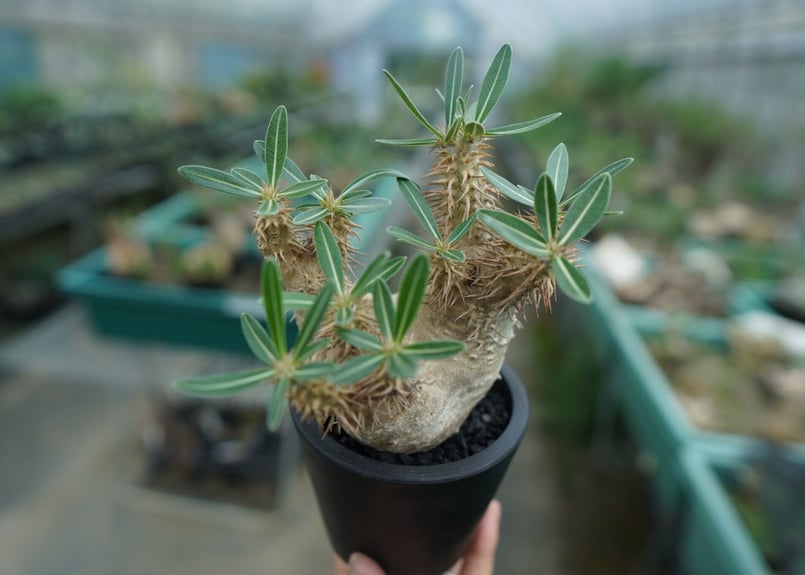 パキポディウム デンシフローラム Pachypodium densiflorum No.2