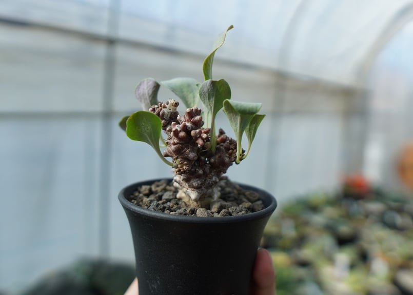 オトンナ・ヘレー オトンナ ヘレー Othonna herrei C3 | mana's farm:塊根植物・ア