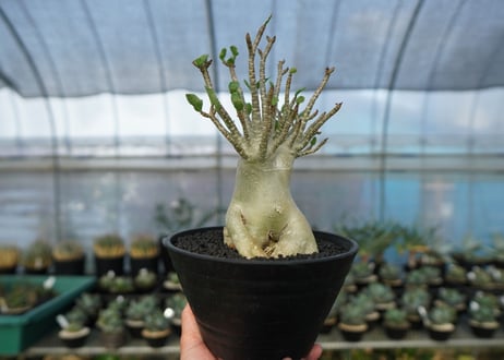 アデニウム　Adenium　No.5