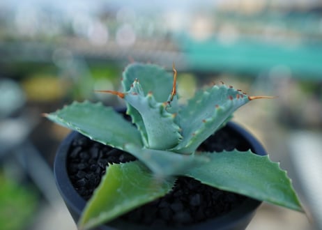 アガベ　イシスメンシス　Agave Isthmensis　No.1