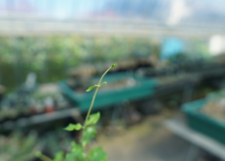 フォッケア　エデュリス　”火星人”　Fockea edulis  No.3