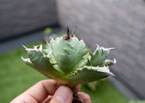 Agave titanota dwarf 姫厳龍NO.10