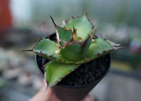 アガベ　チタノタ　ハデス　Agave titanota Hades　No.2