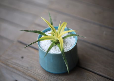 ディッキア　パラファット　Dyckia 'Pallaphat'