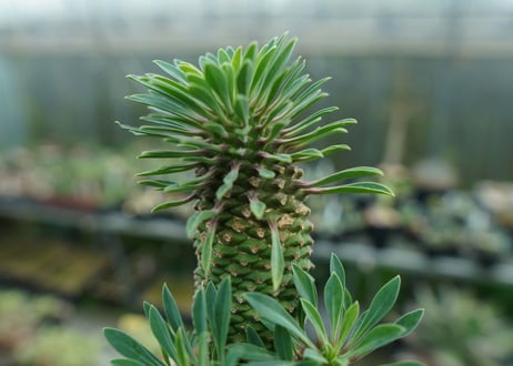 ユーフォルビア　ソテツキリン "パイナップルコーン"　Euphorbia sotetsukirin  No.2