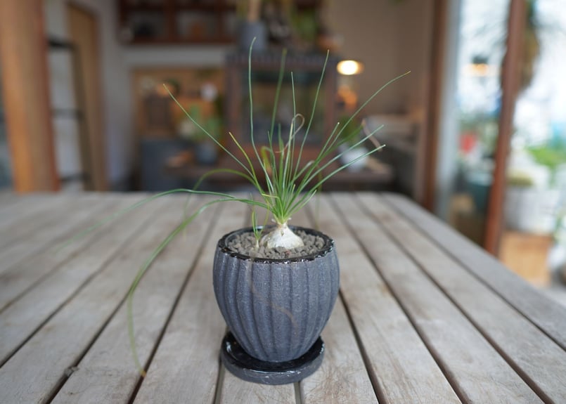 アルブカ フミリス Albuca humilis | mana's farm:塊根植物・アガ