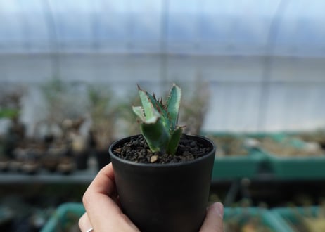 アガベ　チタノタ　 ブラックアンドブルー 　Agave titanota black and blue　A16