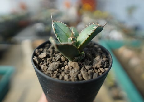 【オンライン限定】アガベ　チタノタ　FO-76　agave titanota  FO-76　No.1